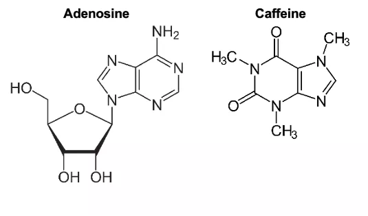 Adénosine et caféine