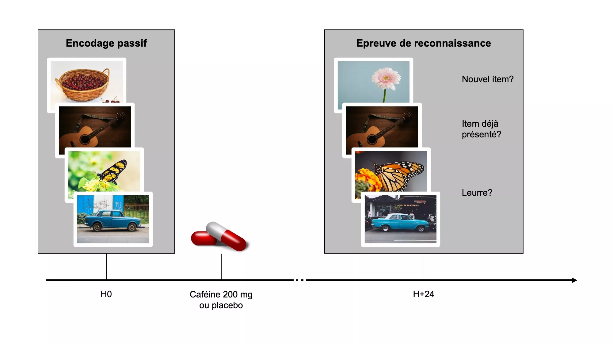 Protocole expérimental